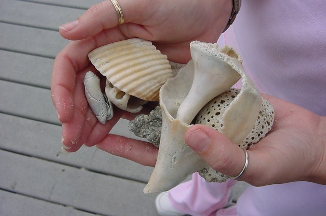 Shells with character